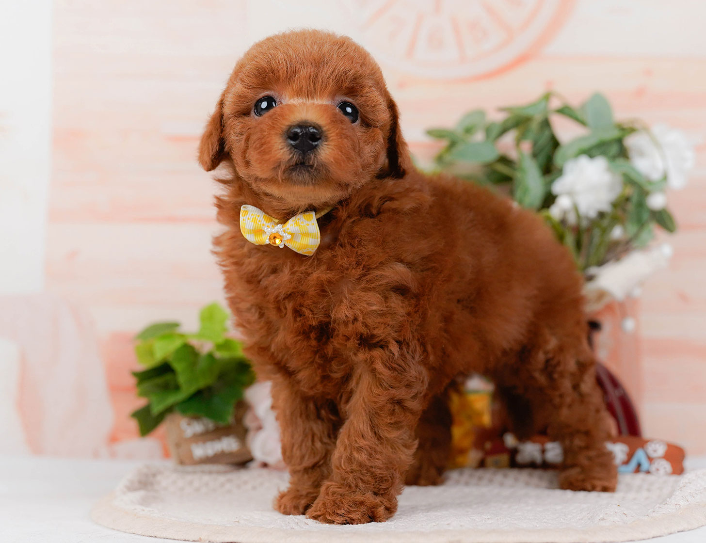 トイ・プードル | 女の子 | レッド | 2025年10月22日