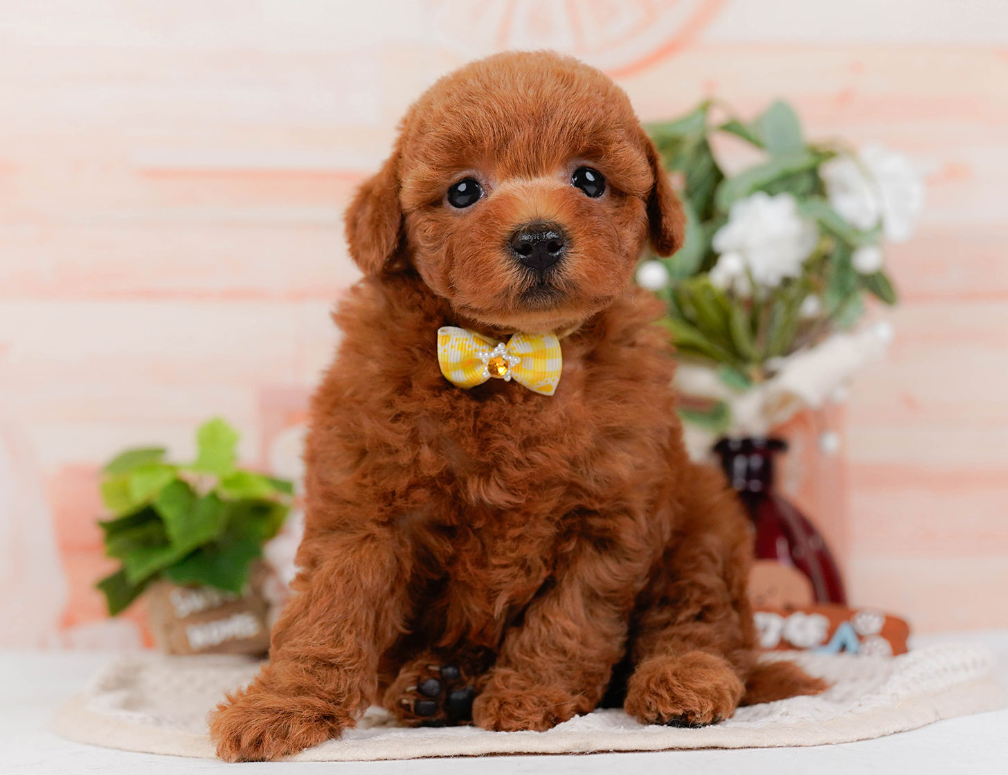 トイ・プードル | 女の子 | レッド | 2025年10月22日