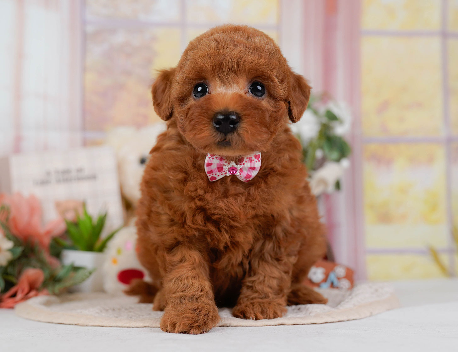 トイ・プードル | 女の子 | レッド | 2025年10月22日