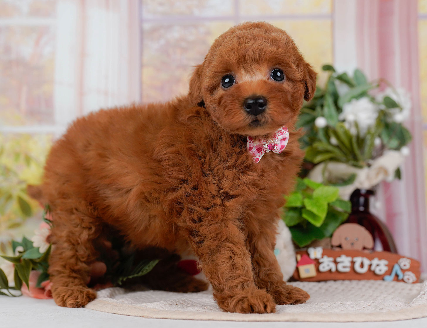 トイ・プードル | 女の子 | レッド | 2025年10月22日