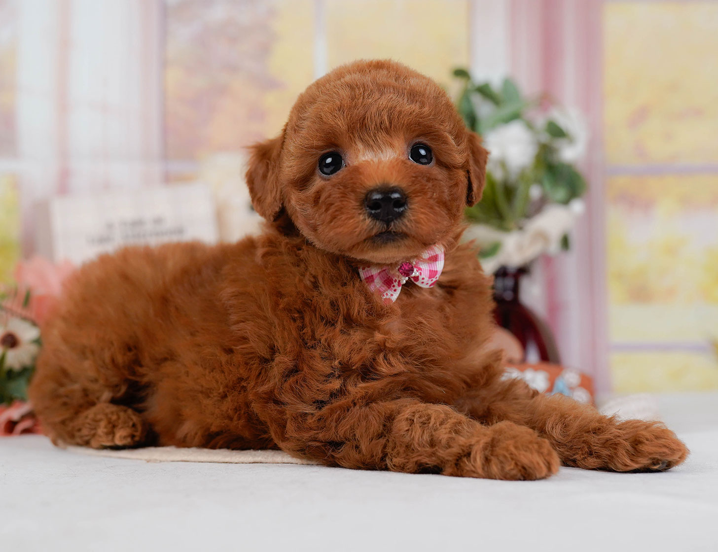 トイ・プードル | 女の子 | レッド | 2025年10月22日