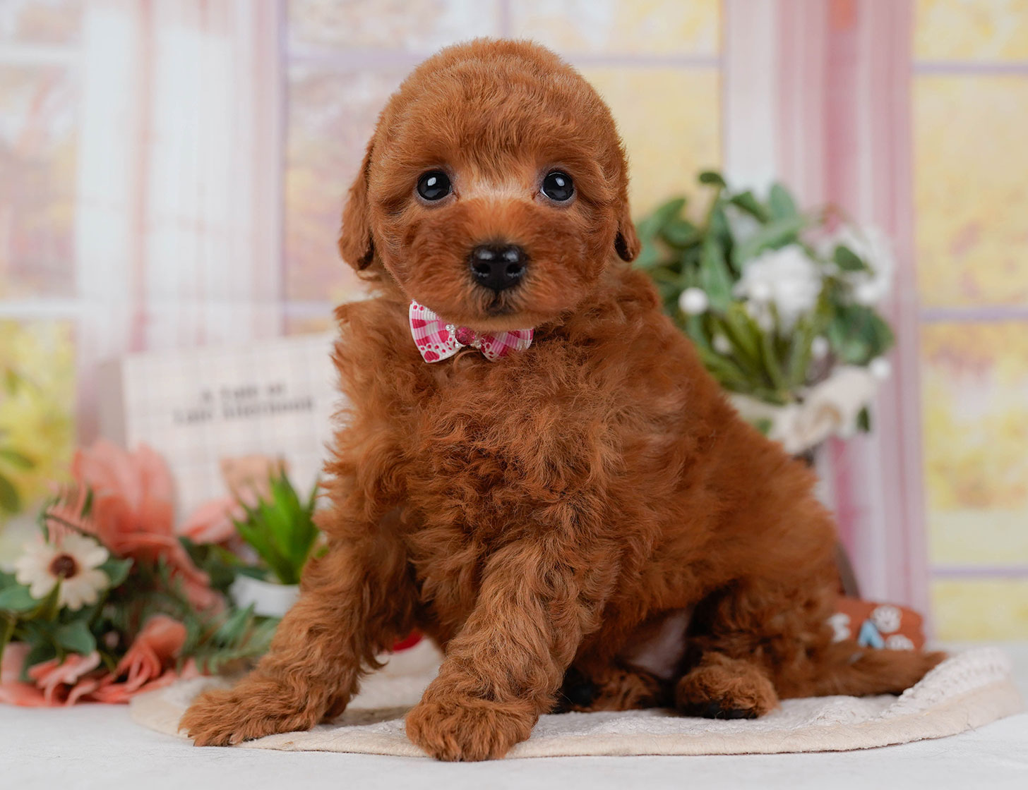 トイ・プードル | 女の子 | レッド | 2025年10月22日