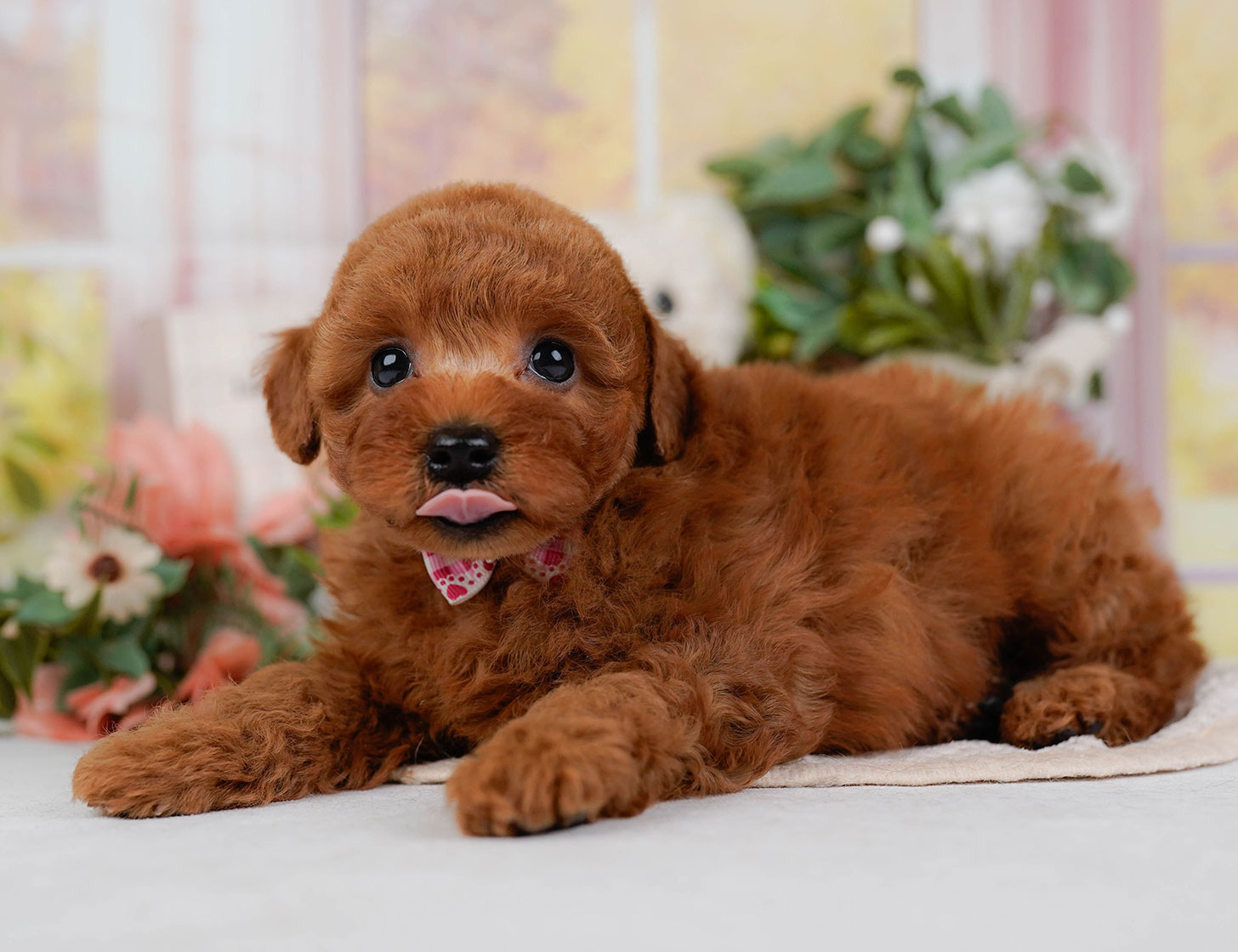 トイ・プードル | 女の子 | レッド | 2025年10月22日