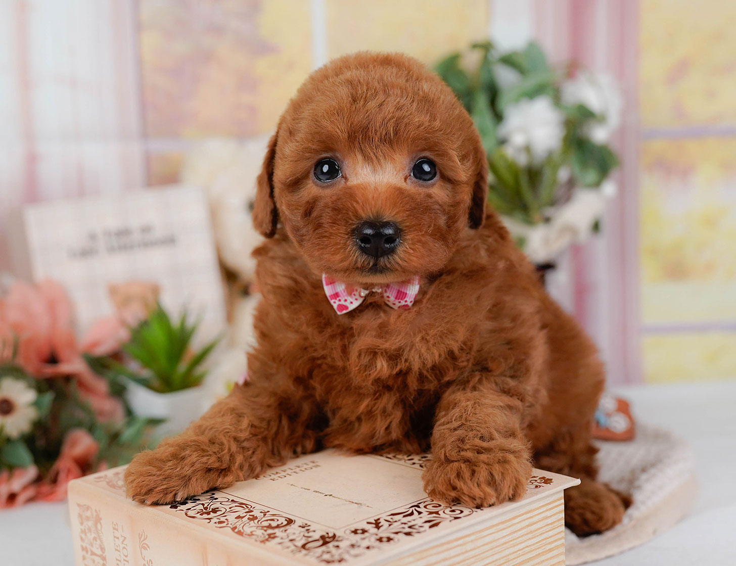 トイ・プードル | 女の子 | レッド | 2025年10月22日