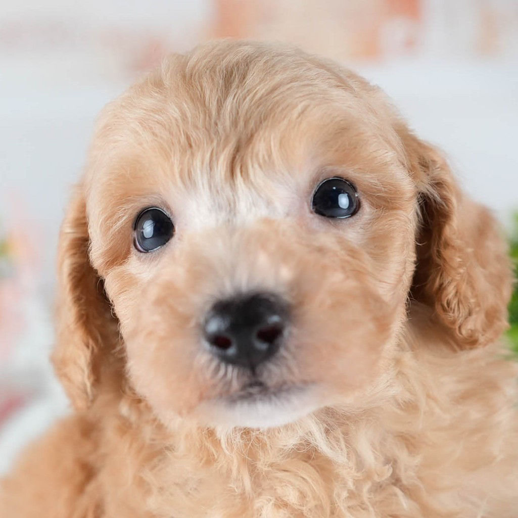 ビションプー | 男の子 | アプリコット | 2025年10月23日