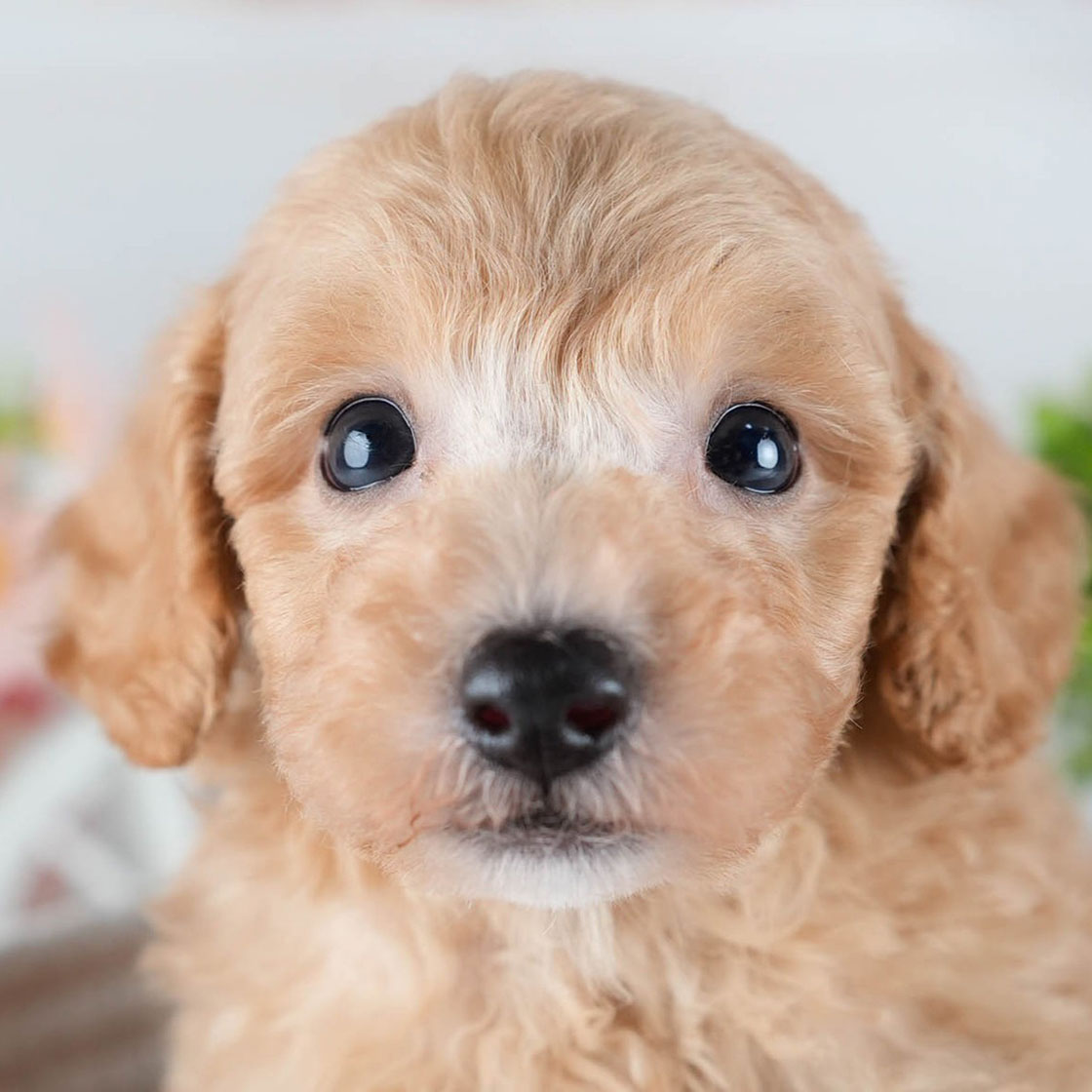 ビションプー | 男の子 | アプリコット | 2025年10月23日