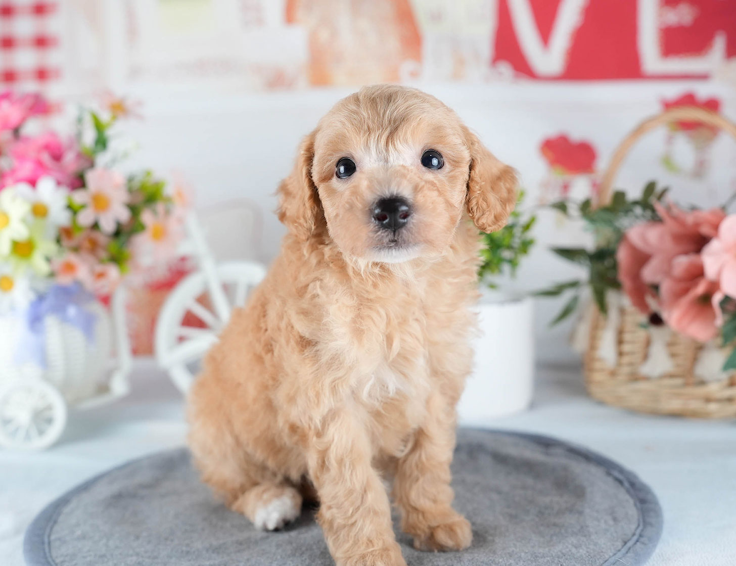 ビションプー | 男の子 | アプリコット | 2025年10月23日