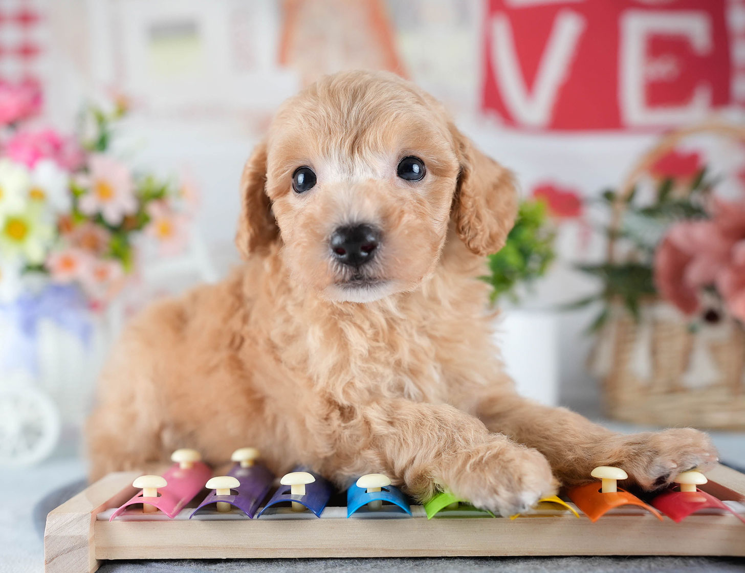 ビションプー | 男の子 | アプリコット | 2025年10月23日