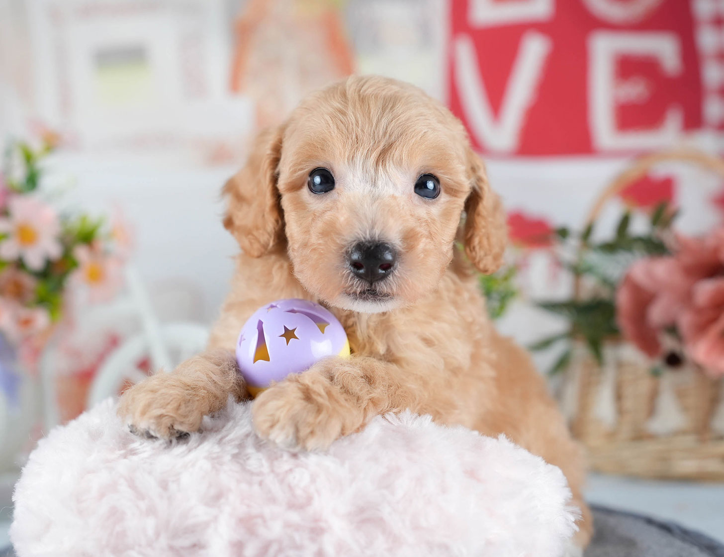 ビションプー | 男の子 | アプリコット | 2025年10月23日