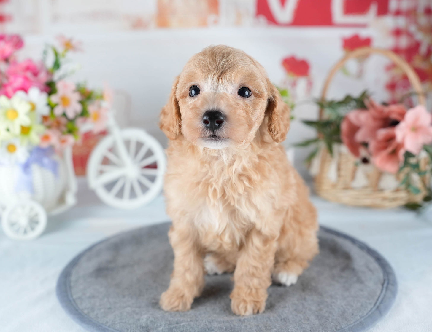 ビションプー | 男の子 | アプリコット | 2025年10月23日