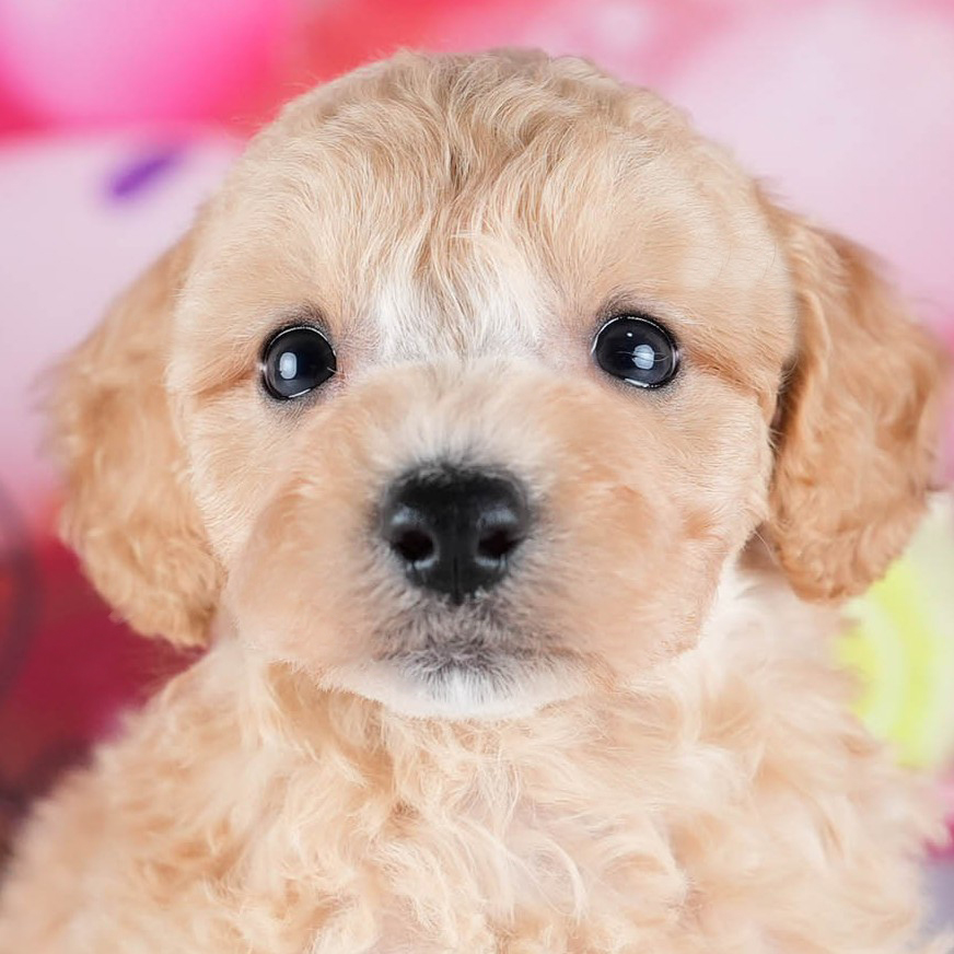 ビションプー | 女の子 | アプリコット | 2025年10月23日