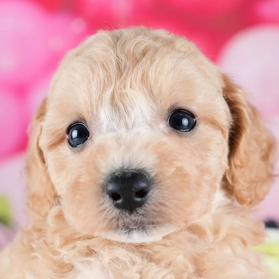 ビションプー | 女の子 | アプリコット | 2025年10月23日