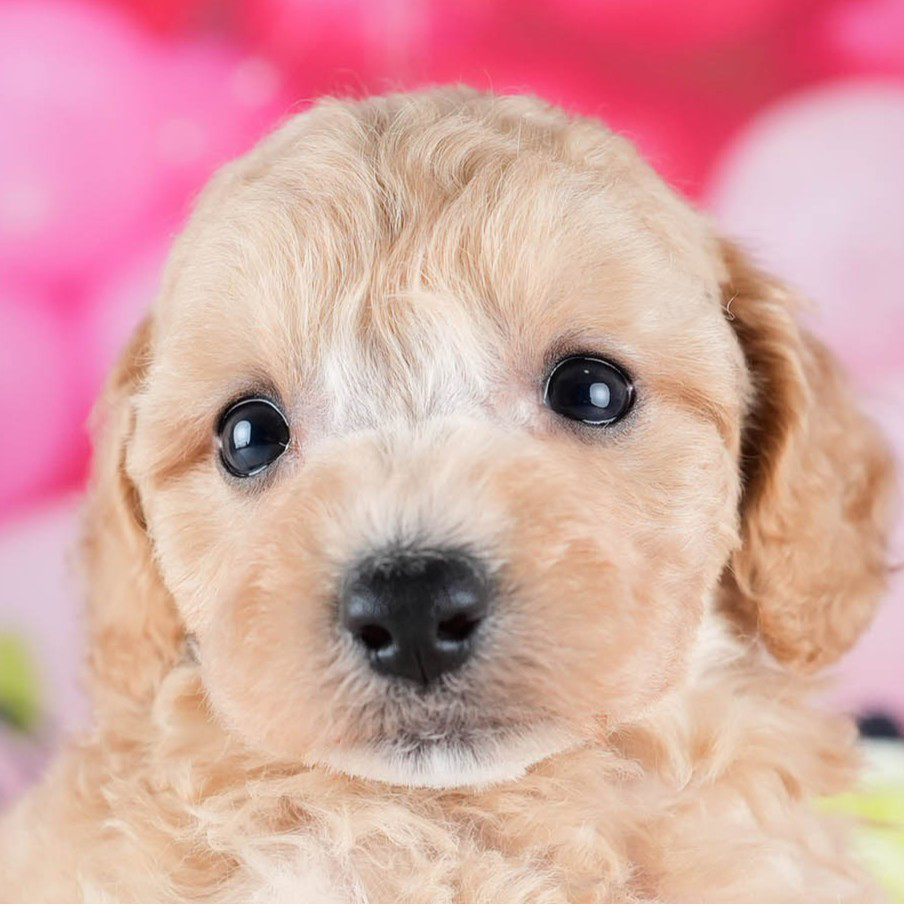 ビションプー | 女の子 | アプリコット | 2025年10月23日