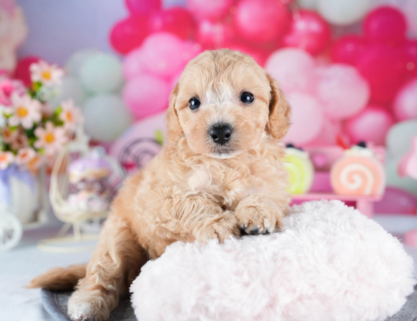 ビションプー | 女の子 | アプリコット | 2025年10月23日