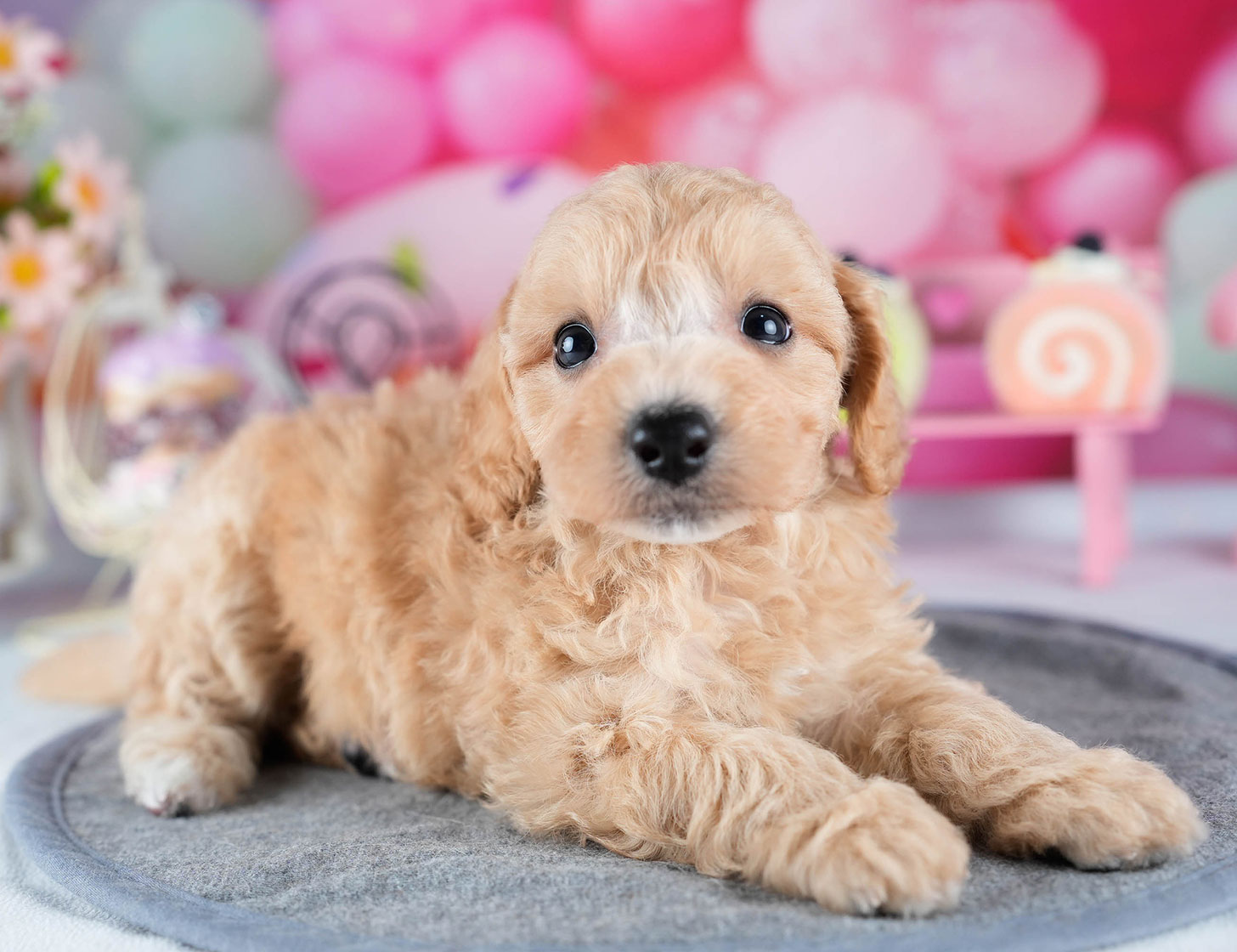 ビションプー | 女の子 | アプリコット | 2025年10月23日