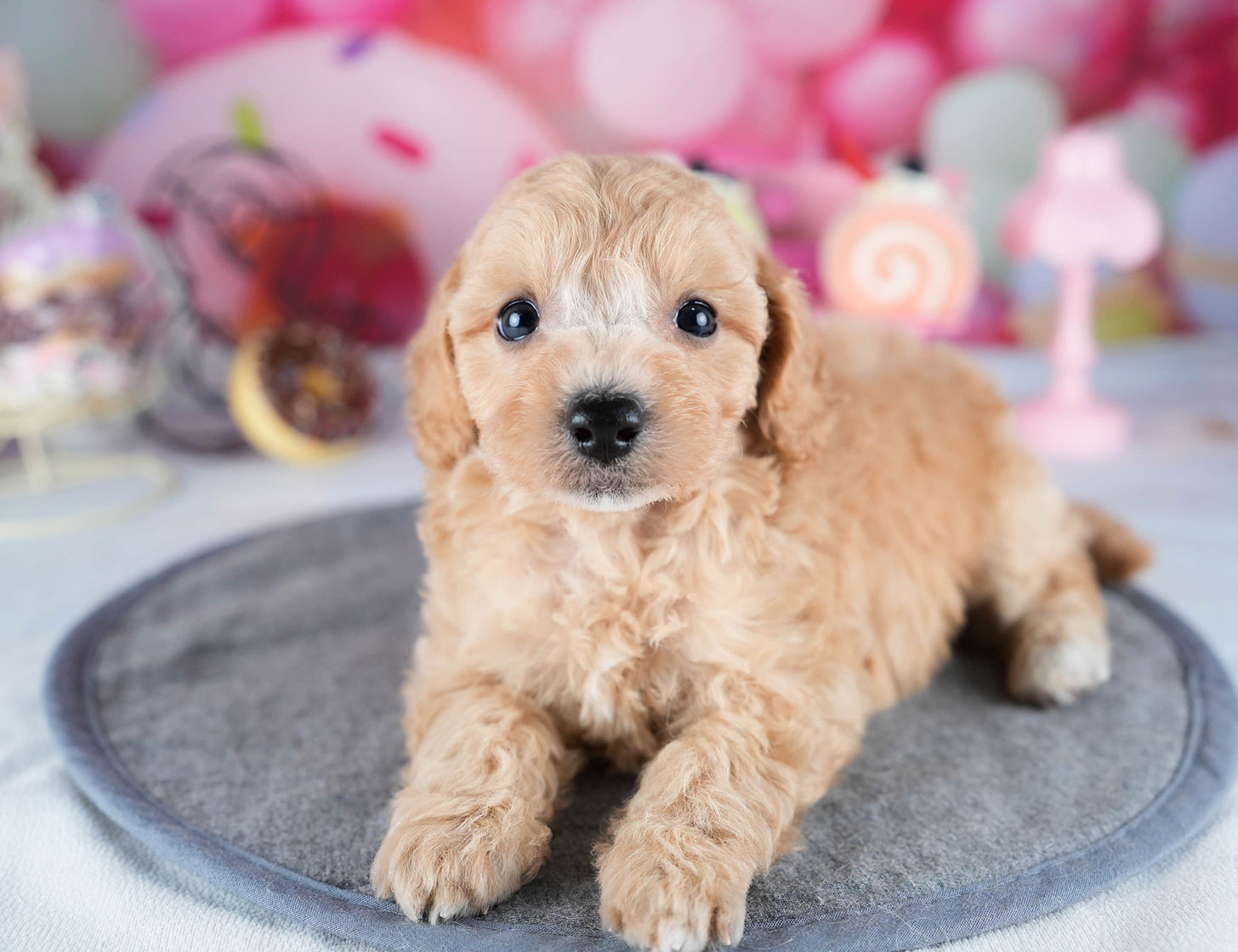 ビションプー | 女の子 | アプリコット | 2025年10月23日