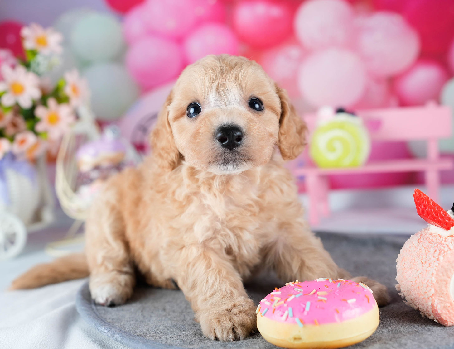 ビションプー | 女の子 | アプリコット | 2025年10月23日