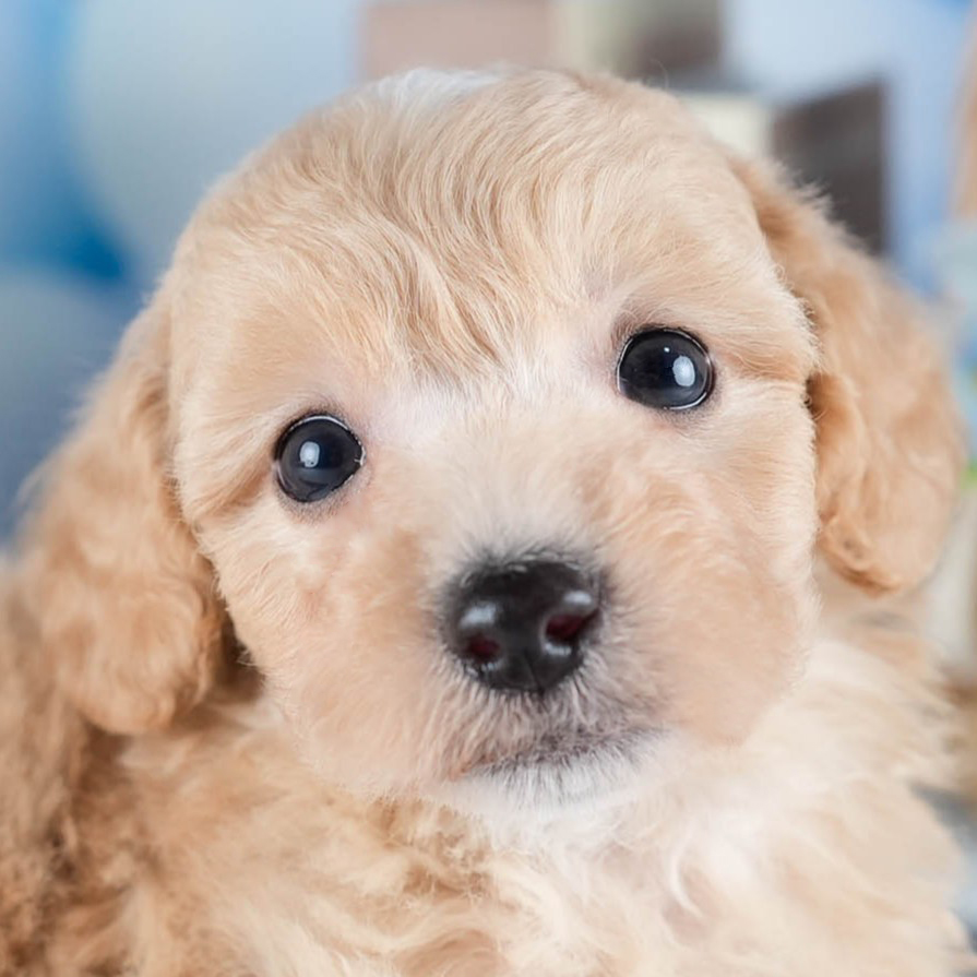 ビションプー | 男の子 | アプリコット | 2025年10月23日