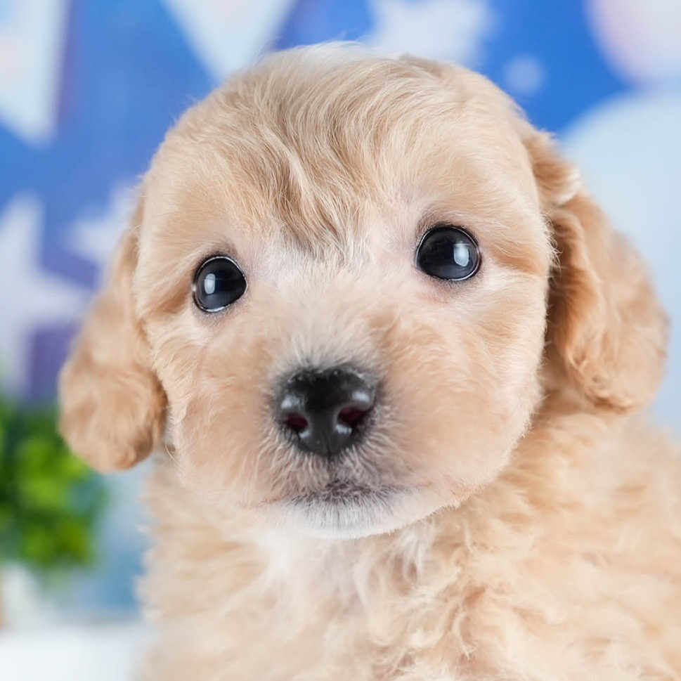 ビションプー | 男の子 | アプリコット | 2025年10月23日