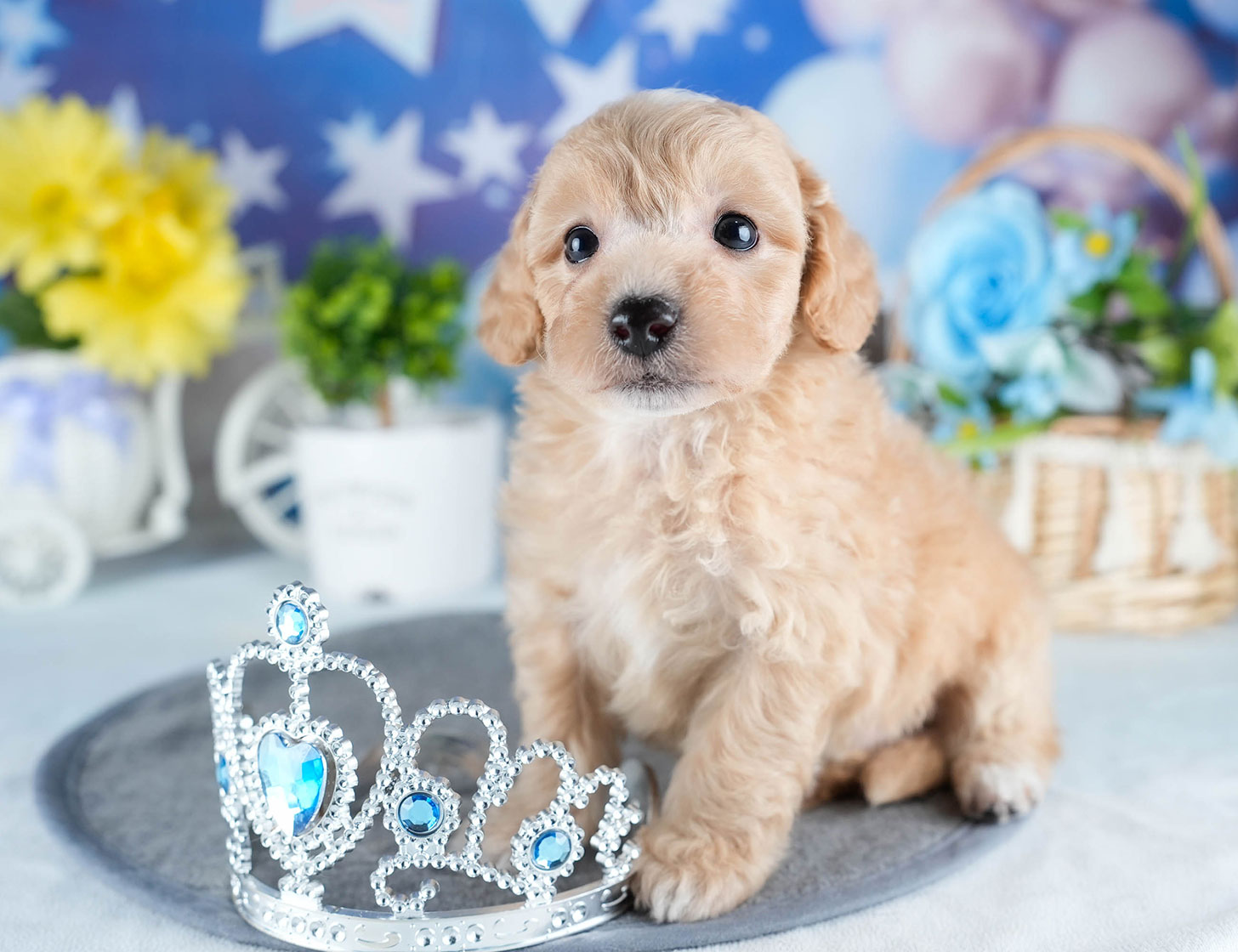 ビションプー | 男の子 | アプリコット | 2025年10月23日