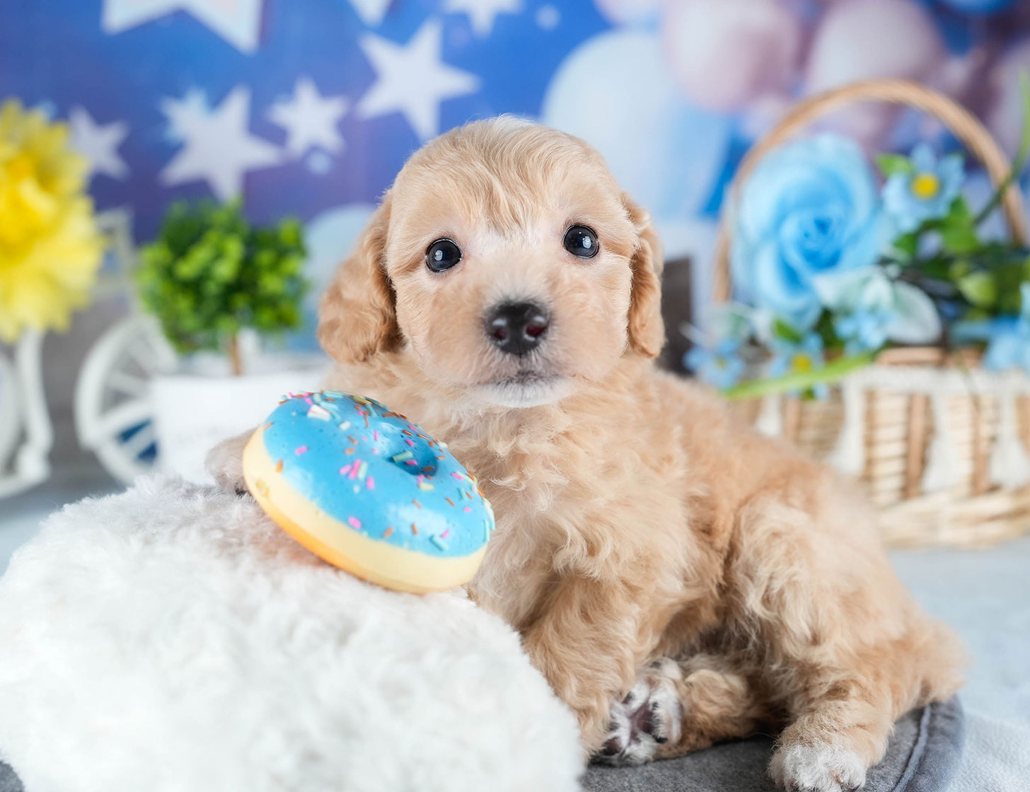 ビションプー | 男の子 | アプリコット | 2025年10月23日