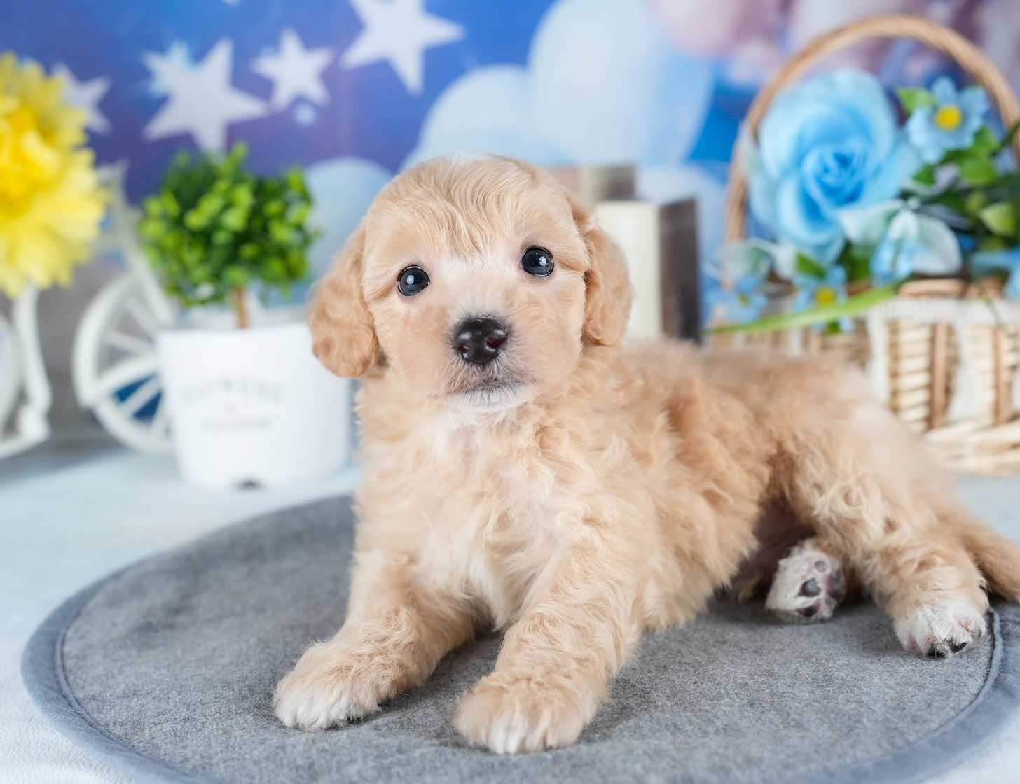 ビションプー | 男の子 | アプリコット | 2025年10月23日