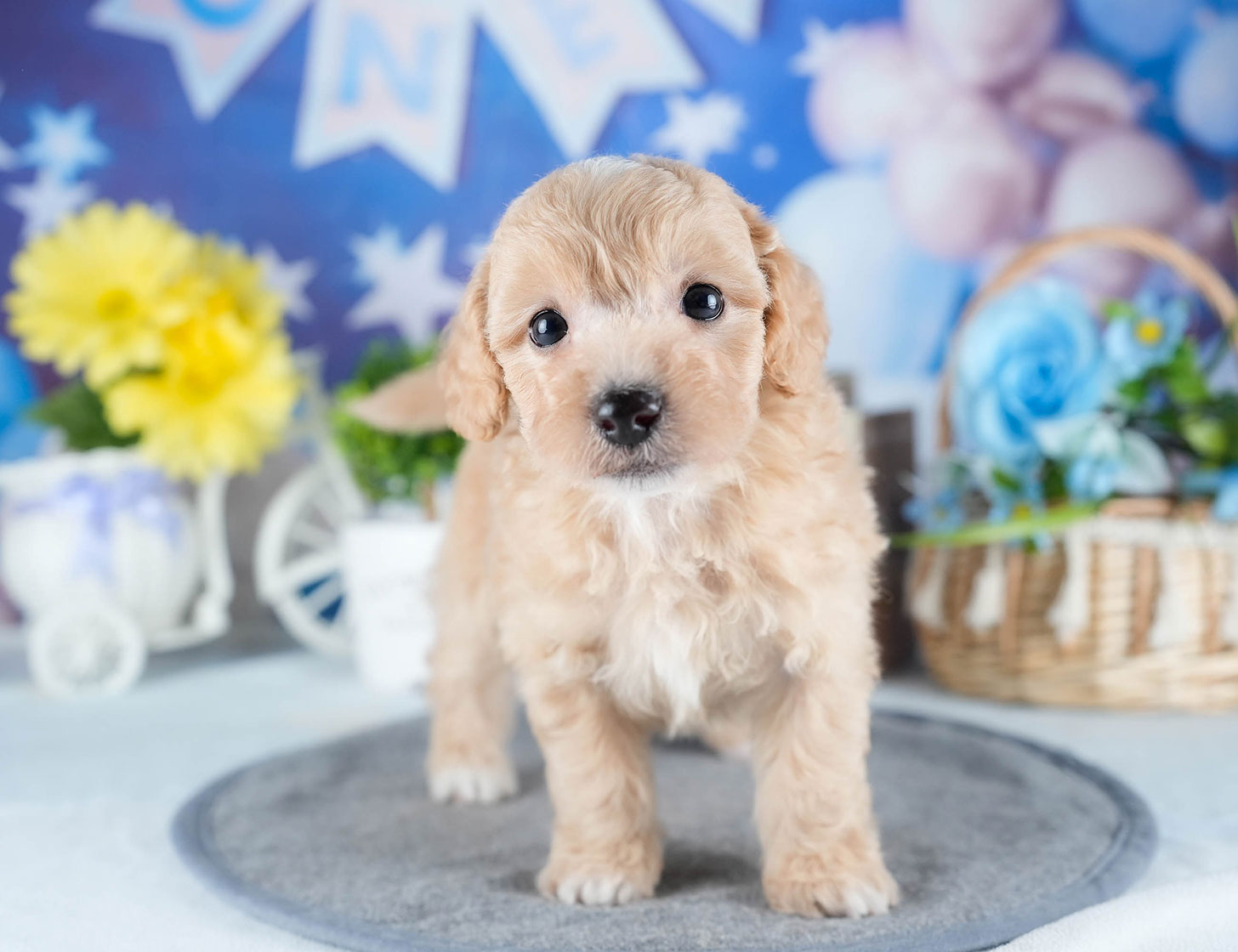 ビションプー | 男の子 | アプリコット | 2025年10月23日