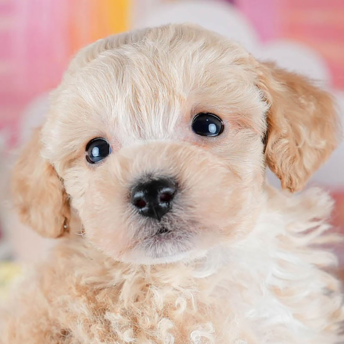 ビションプー | 男の子 | アプリコット | 2025年10月23日