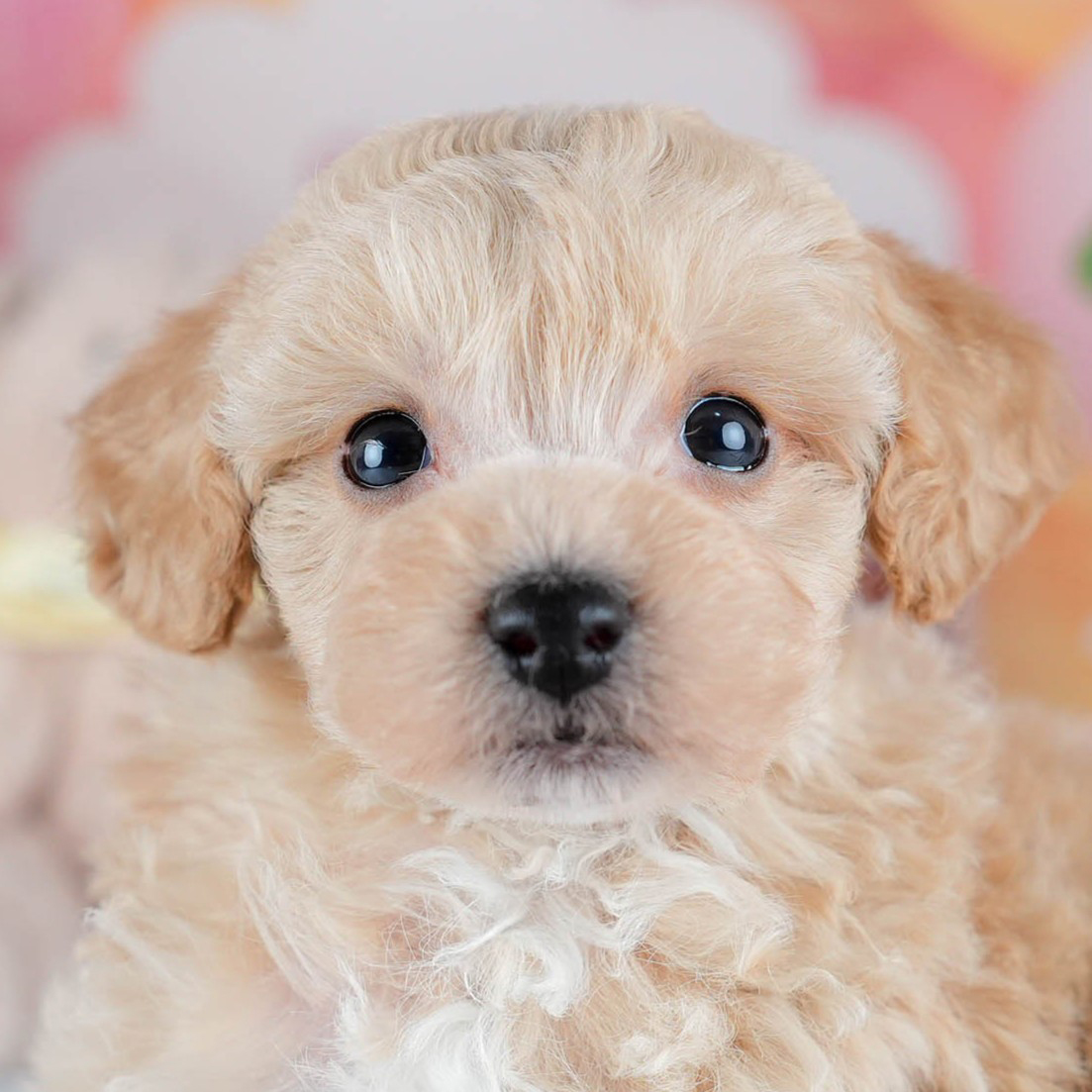 ビションプー | 男の子 | アプリコット | 2025年10月23日