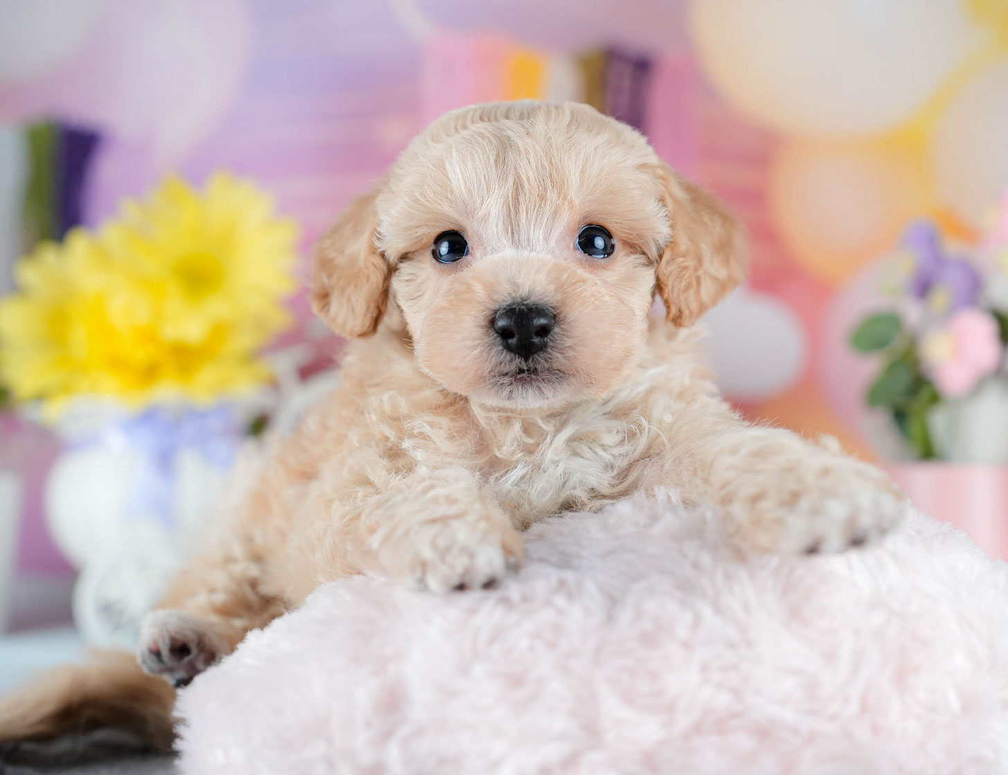 ビションプー | 男の子 | アプリコット | 2025年10月23日