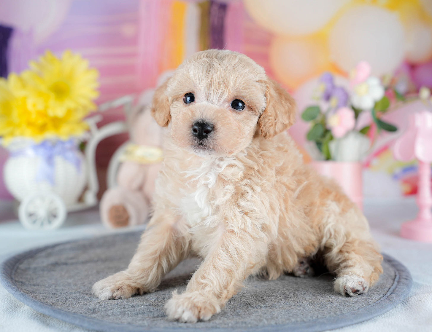 ビションプー | 男の子 | アプリコット | 2025年10月23日