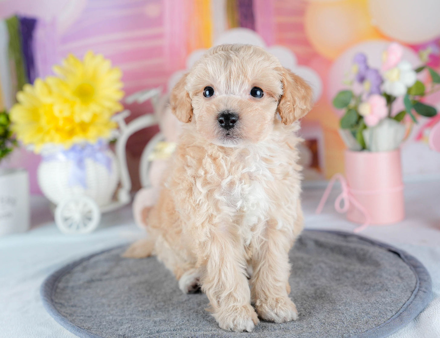 ビションプー | 男の子 | アプリコット | 2025年10月23日