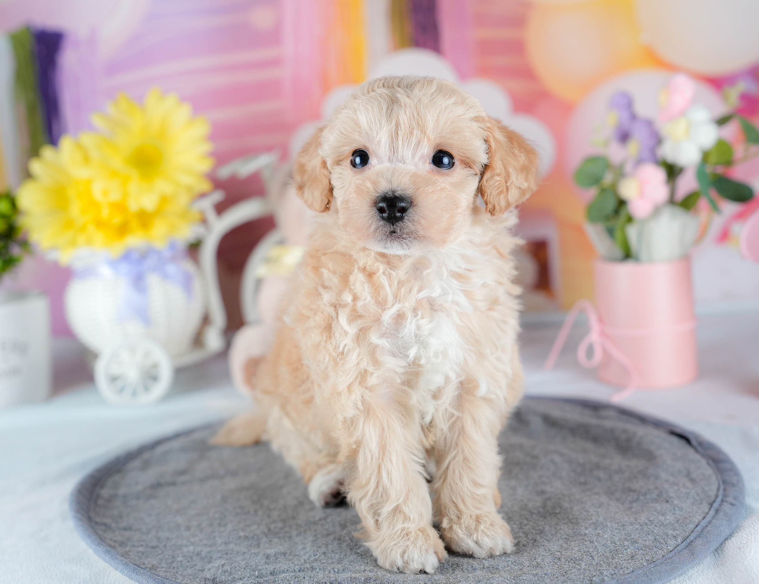 ビションプー | 男の子 | アプリコット | 2025年10月23日