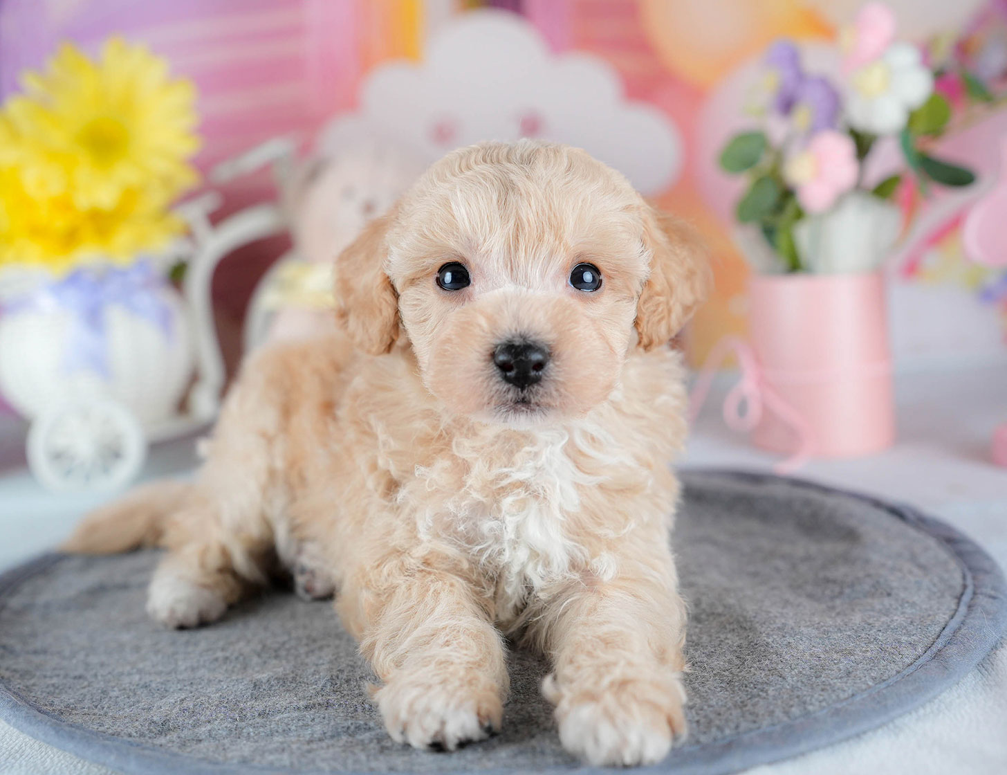 ビションプー | 男の子 | アプリコット | 2025年10月23日