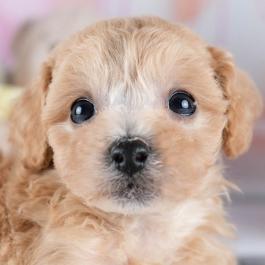 ビションプー | 女の子 | アプリコット | 2025年10月23日