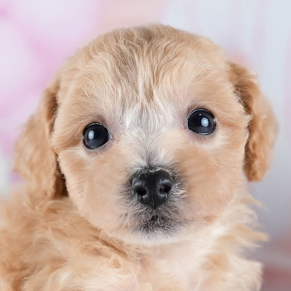 ビションプー | 女の子 | アプリコット | 2025年10月23日