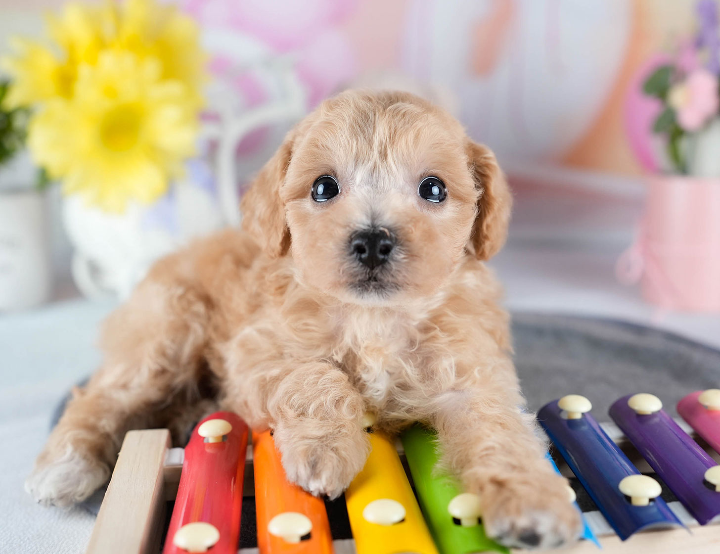 ビションプー | 女の子 | アプリコット | 2025年10月23日