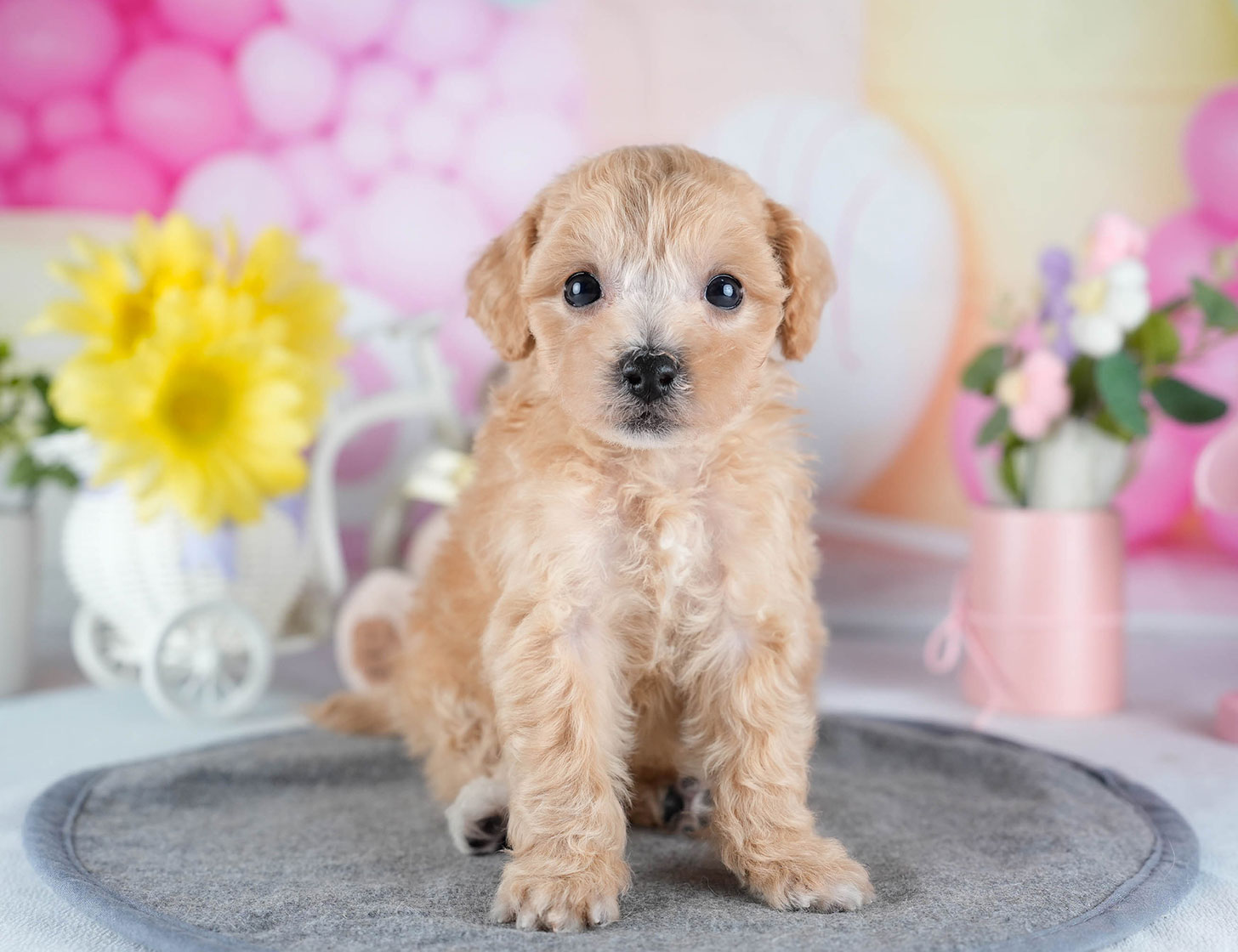 ビションプー | 女の子 | アプリコット | 2025年10月23日