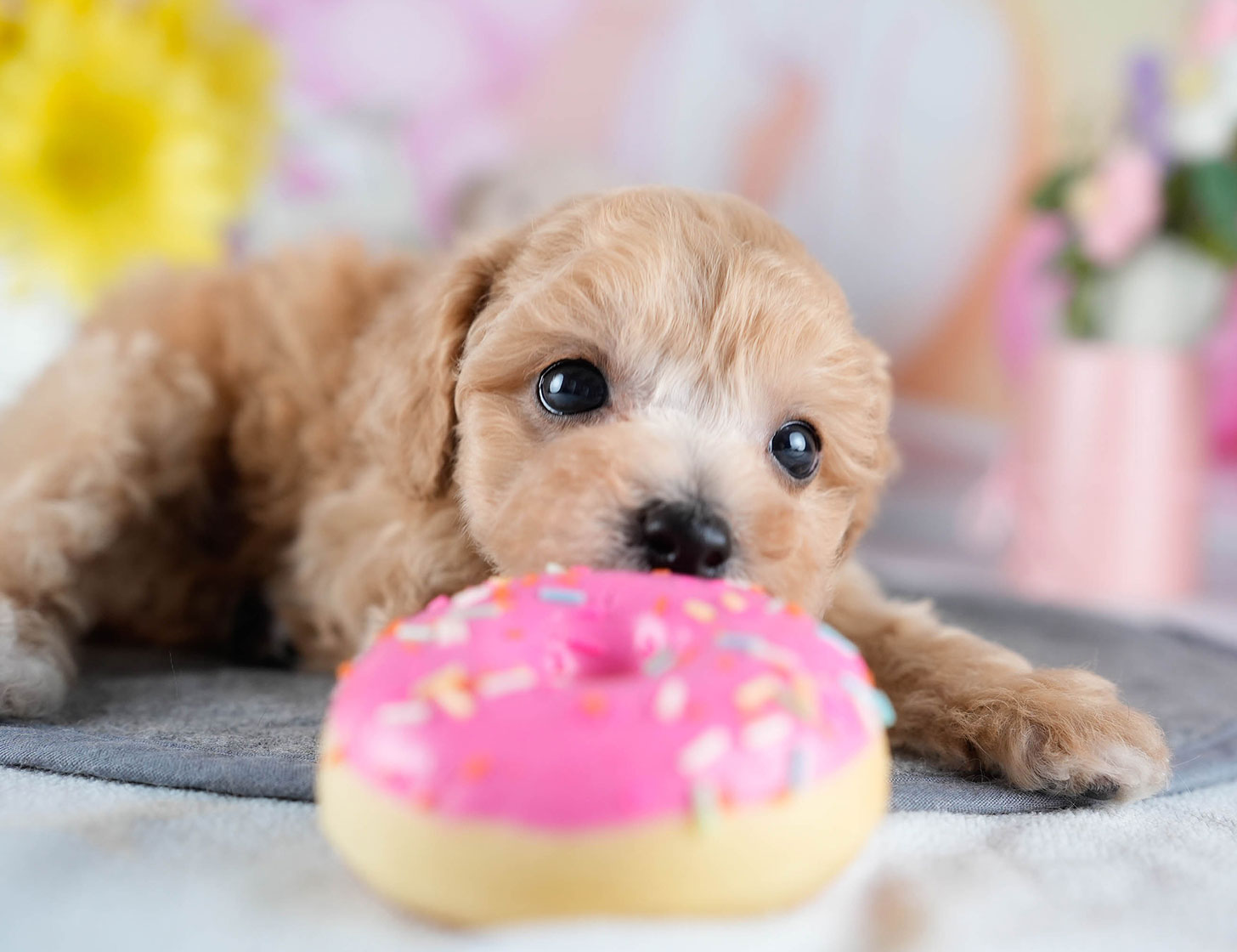 ビションプー | 女の子 | アプリコット | 2025年10月23日