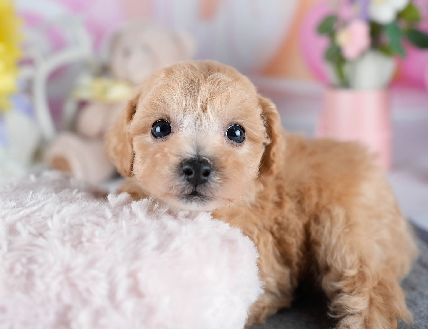 ビションプー | 女の子 | アプリコット | 2025年10月23日