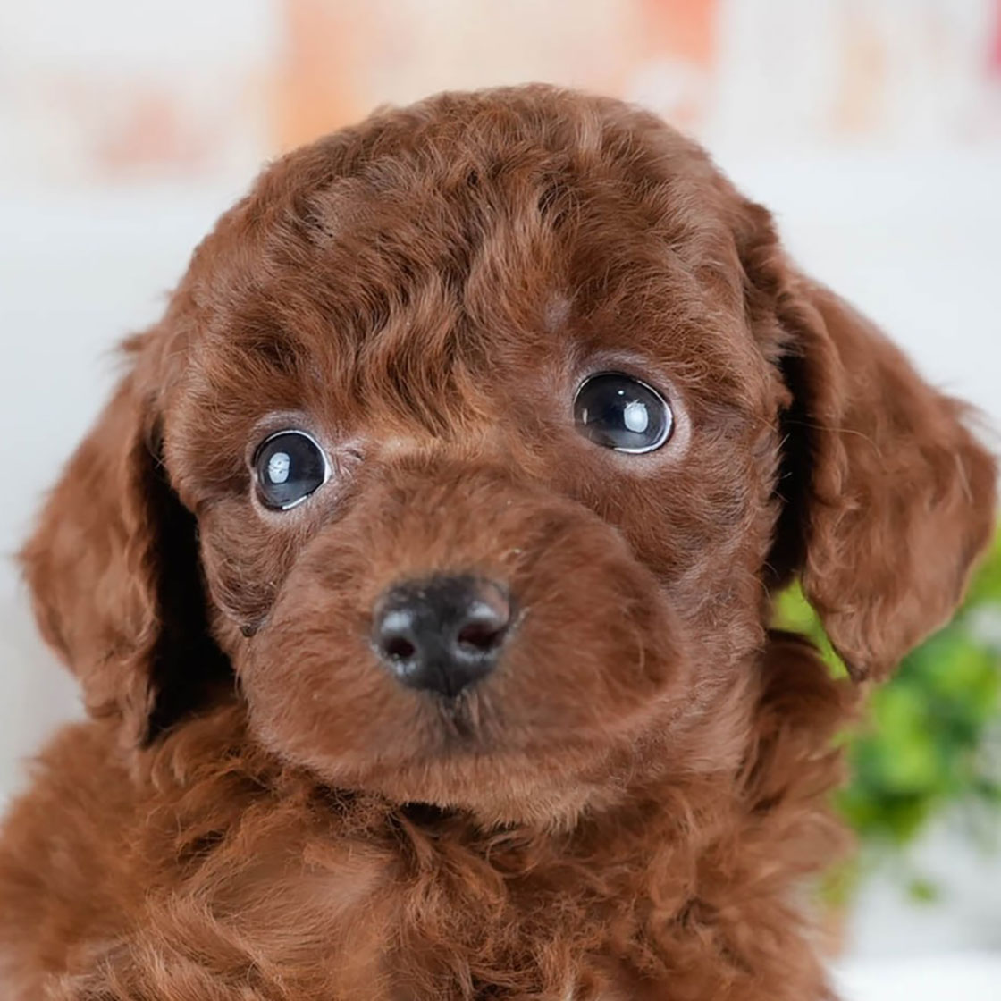 トイ・プードル | 女の子 | レッド | 2025年10月24日