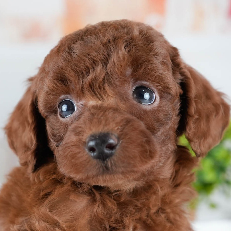 トイ・プードル | 女の子 | レッド | 2025年10月24日