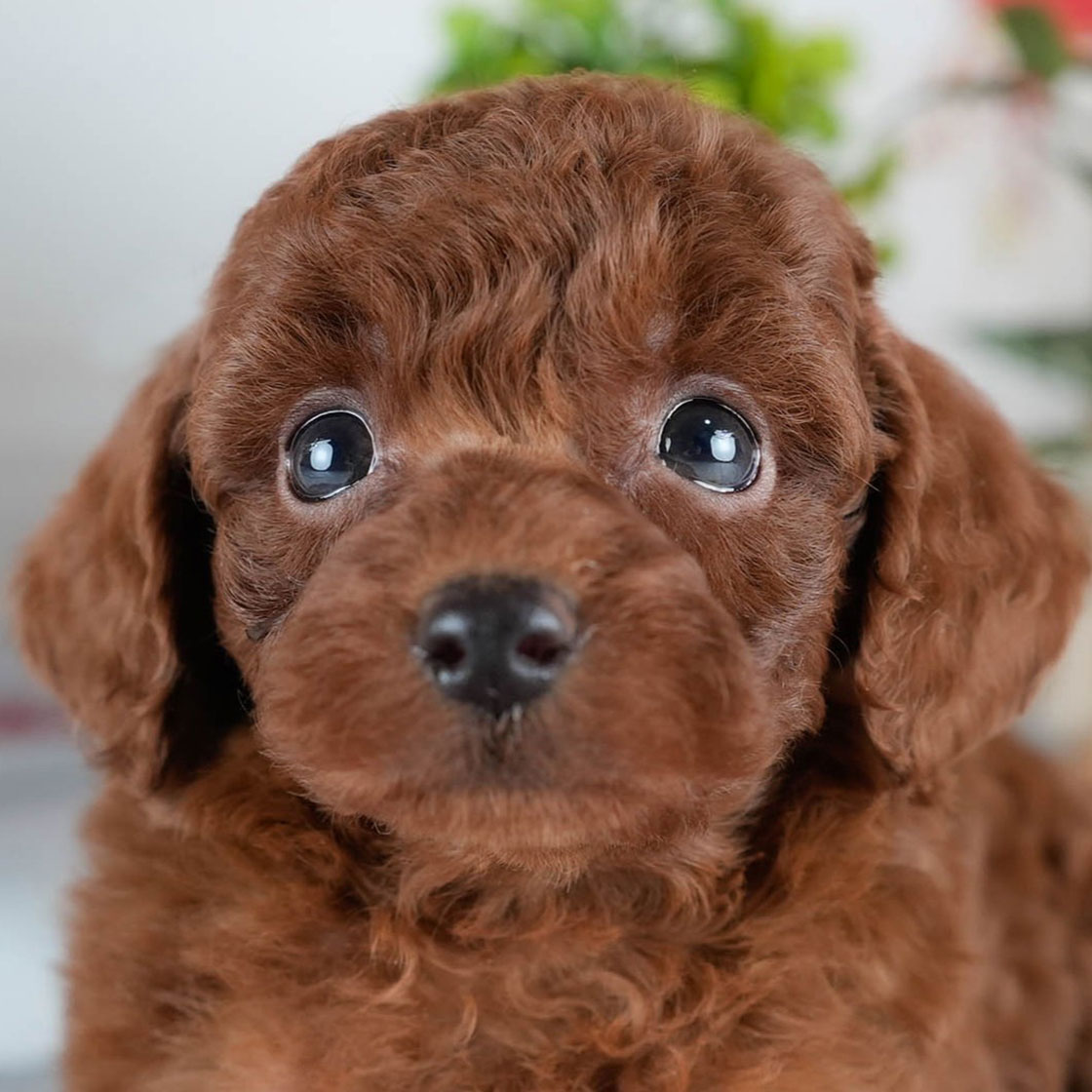 トイ・プードル | 女の子 | レッド | 2025年10月24日