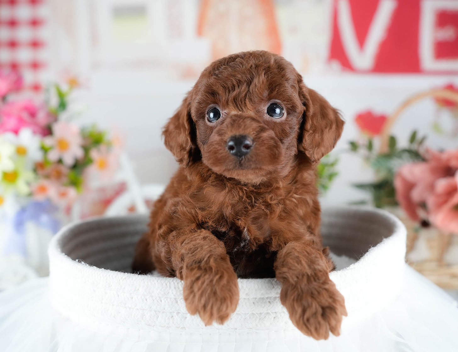 トイ・プードル | 女の子 | レッド | 2025年10月24日