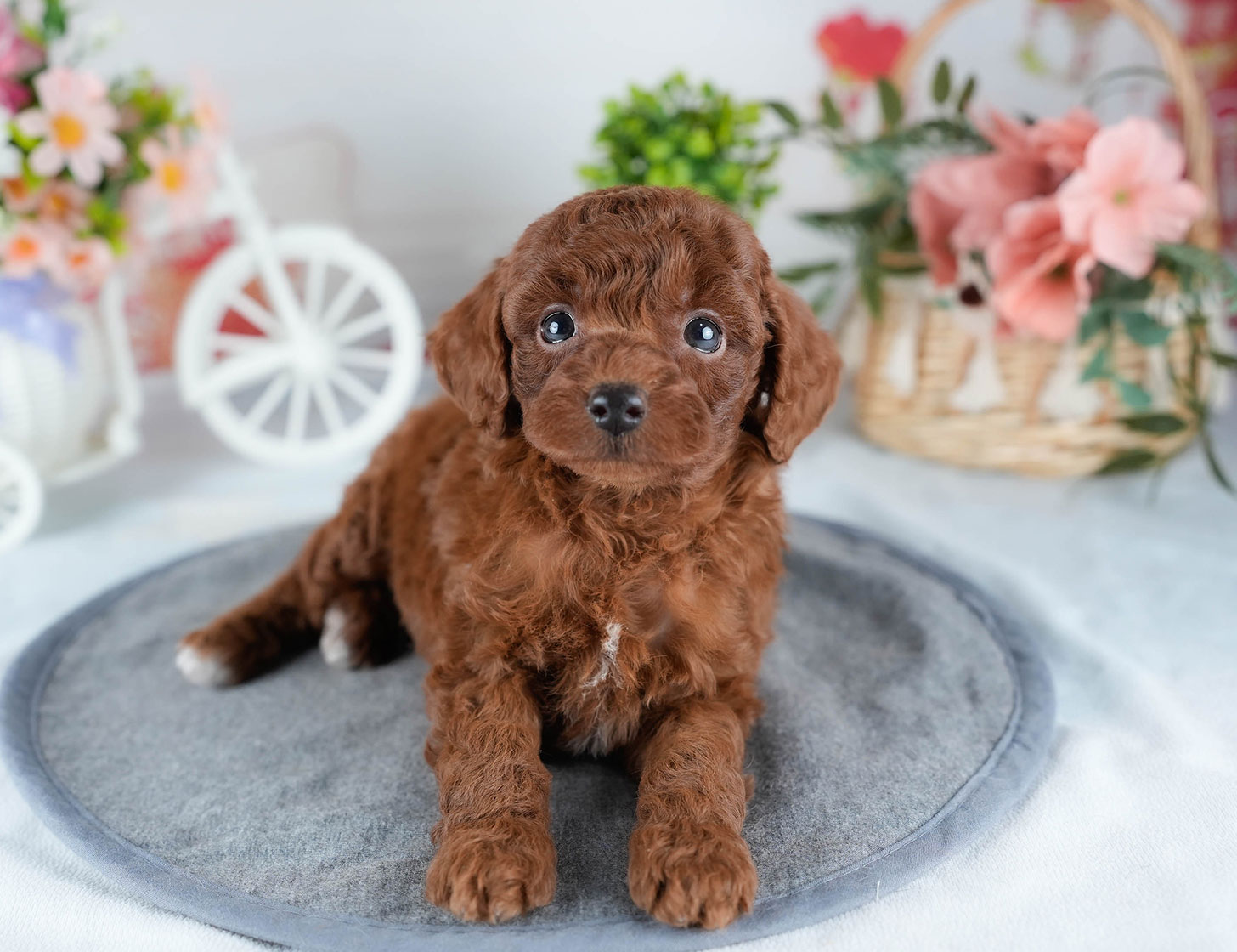 トイ・プードル | 女の子 | レッド | 2025年10月24日