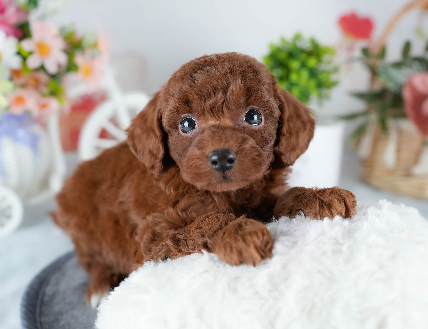 トイ・プードル | 女の子 | レッド | 2025年10月24日