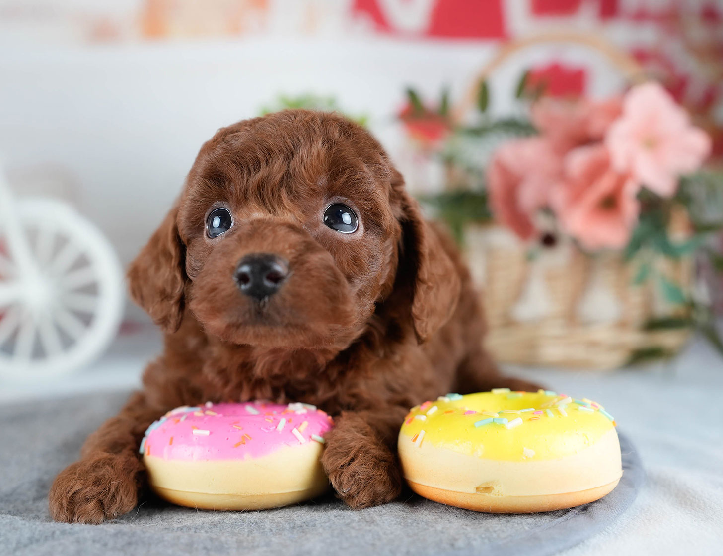 トイ・プードル | 女の子 | レッド | 2025年10月24日