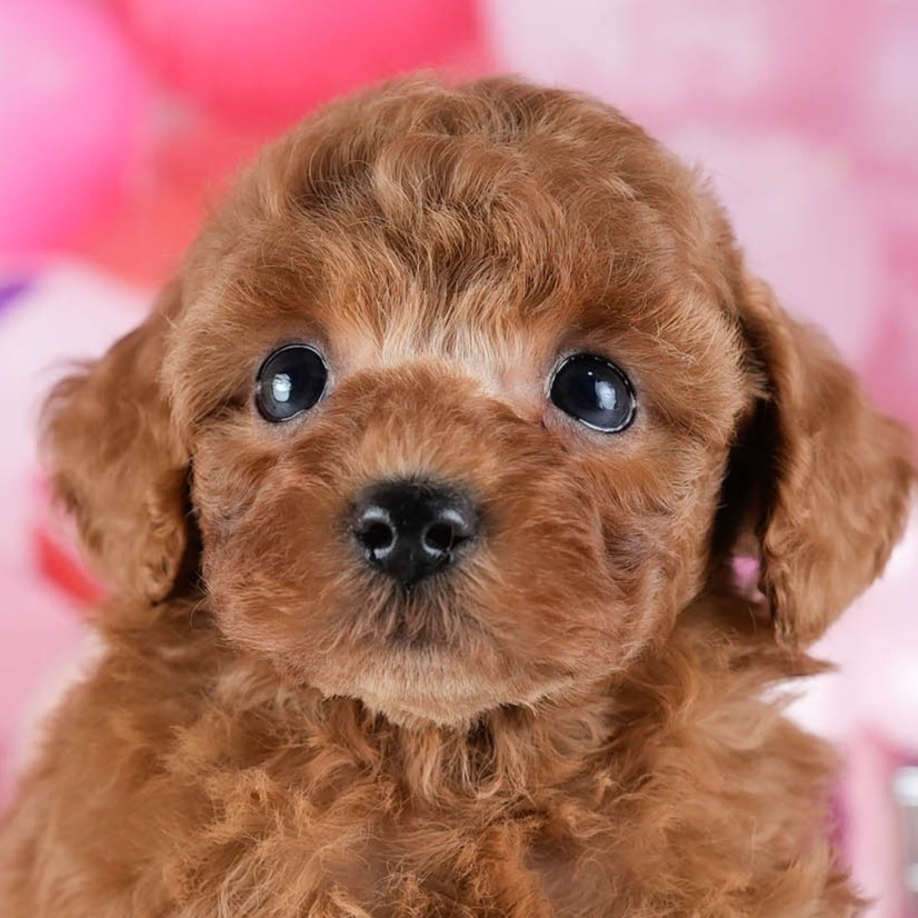 トイ・プードル | 女の子 | レッド | 2025年10月24日