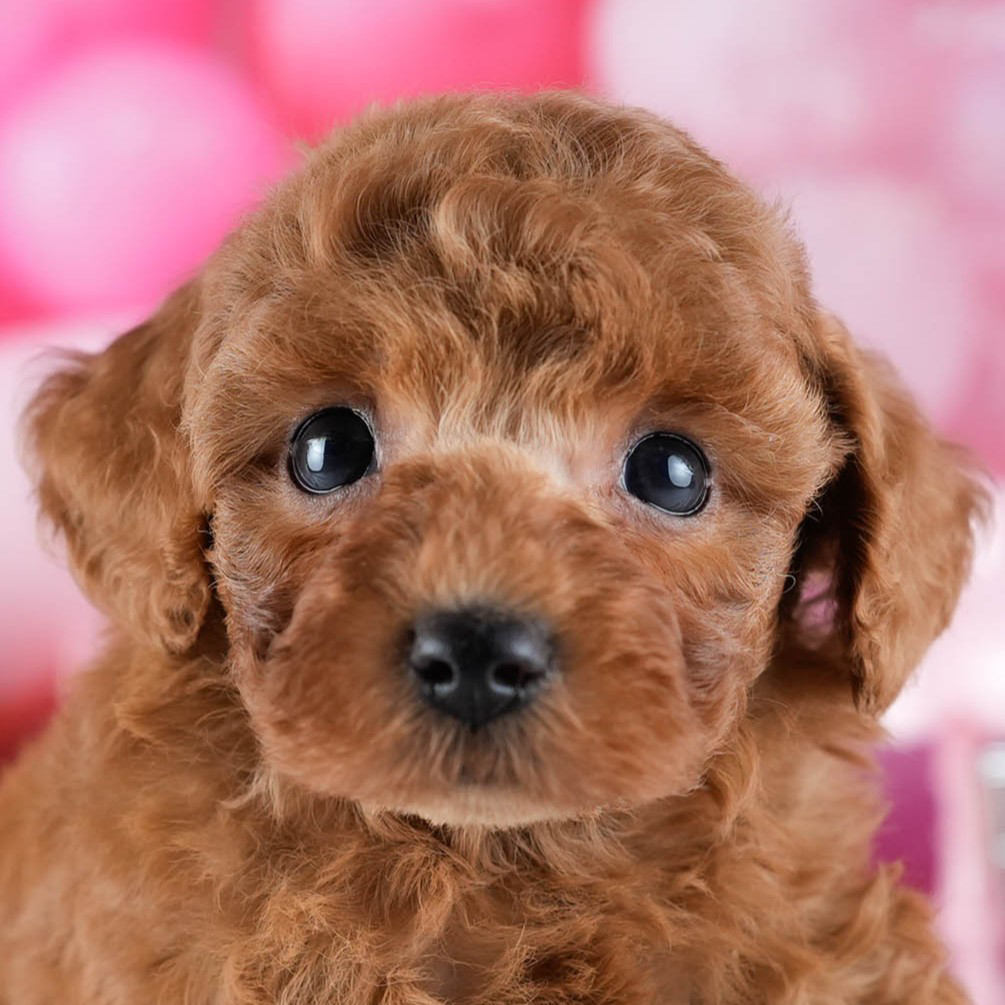 トイ・プードル | 女の子 | レッド | 2025年10月24日