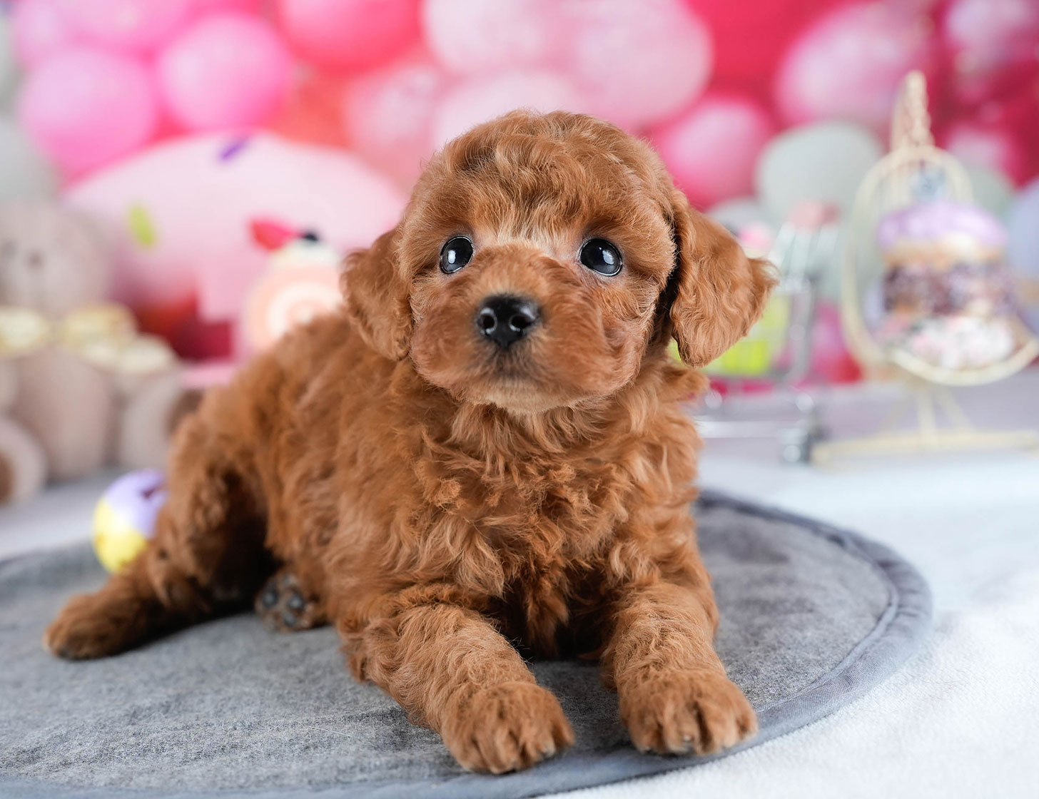 トイ・プードル | 女の子 | レッド | 2025年10月24日